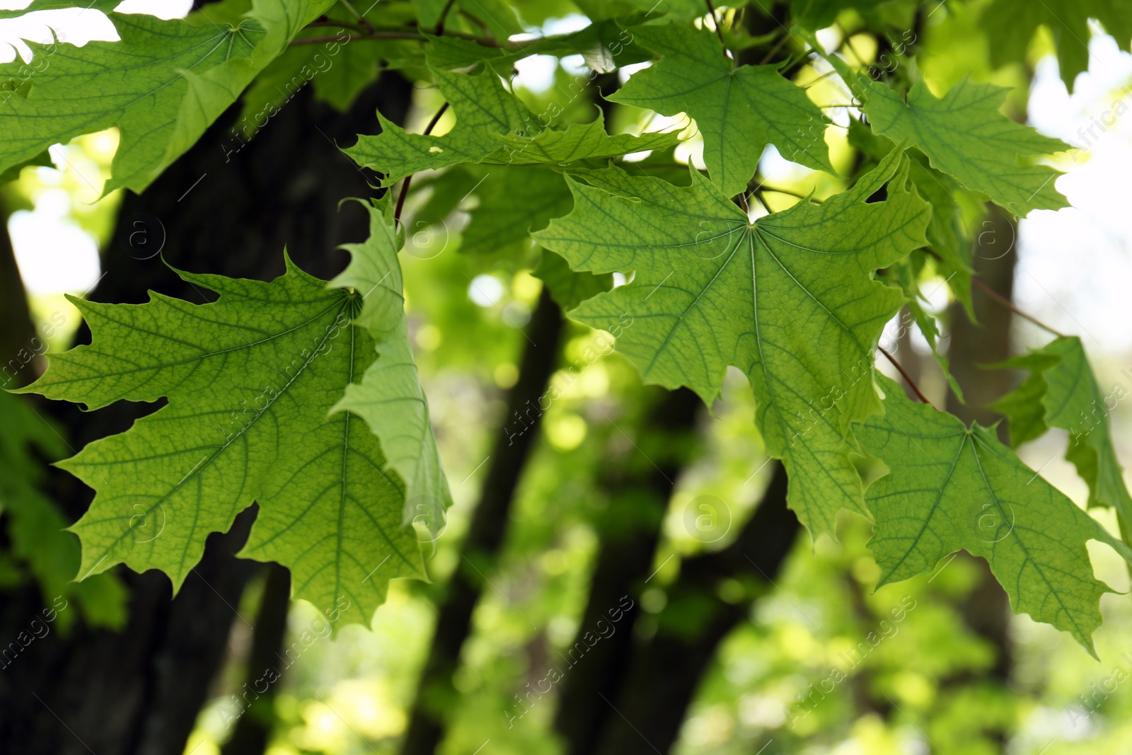Photo of Beautiful maple tree with green leaves outdoors, closeup