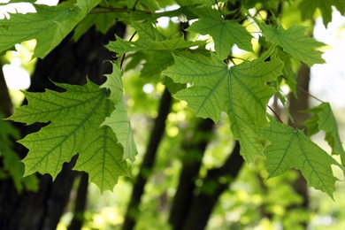 Beautiful maple tree with green leaves outdoors, closeup