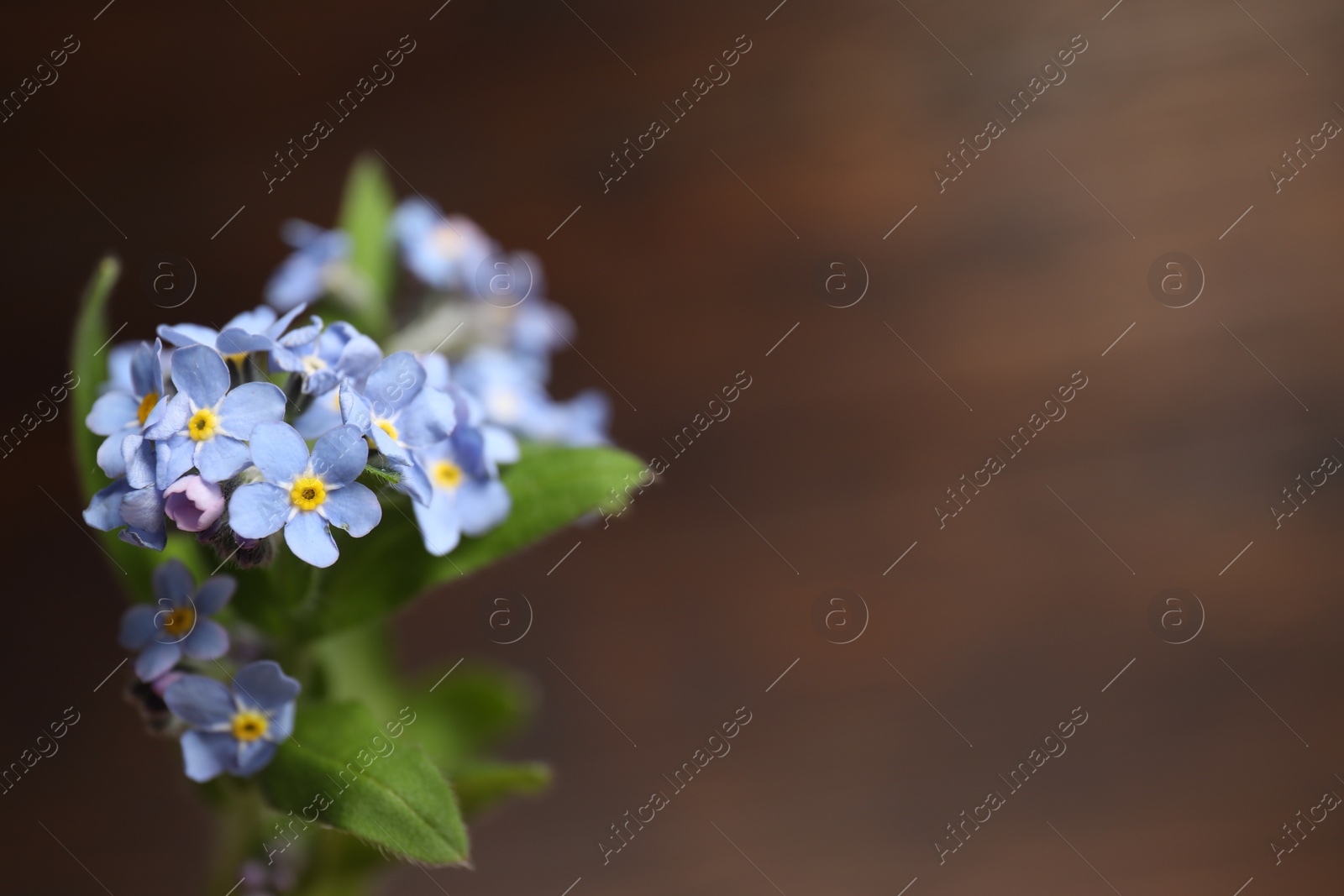 Photo of Beautiful forget-me-not flowers against blurred background, closeup. Space for text