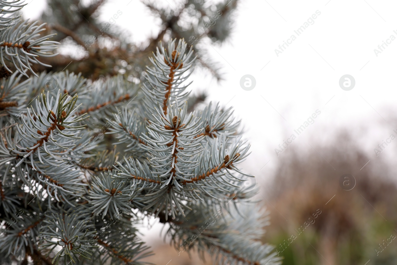 Photo of Coniferous branch, space for text. Christmas tree farm