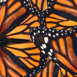 Image of Beautiful monarch butterfly wings as background, closeup
