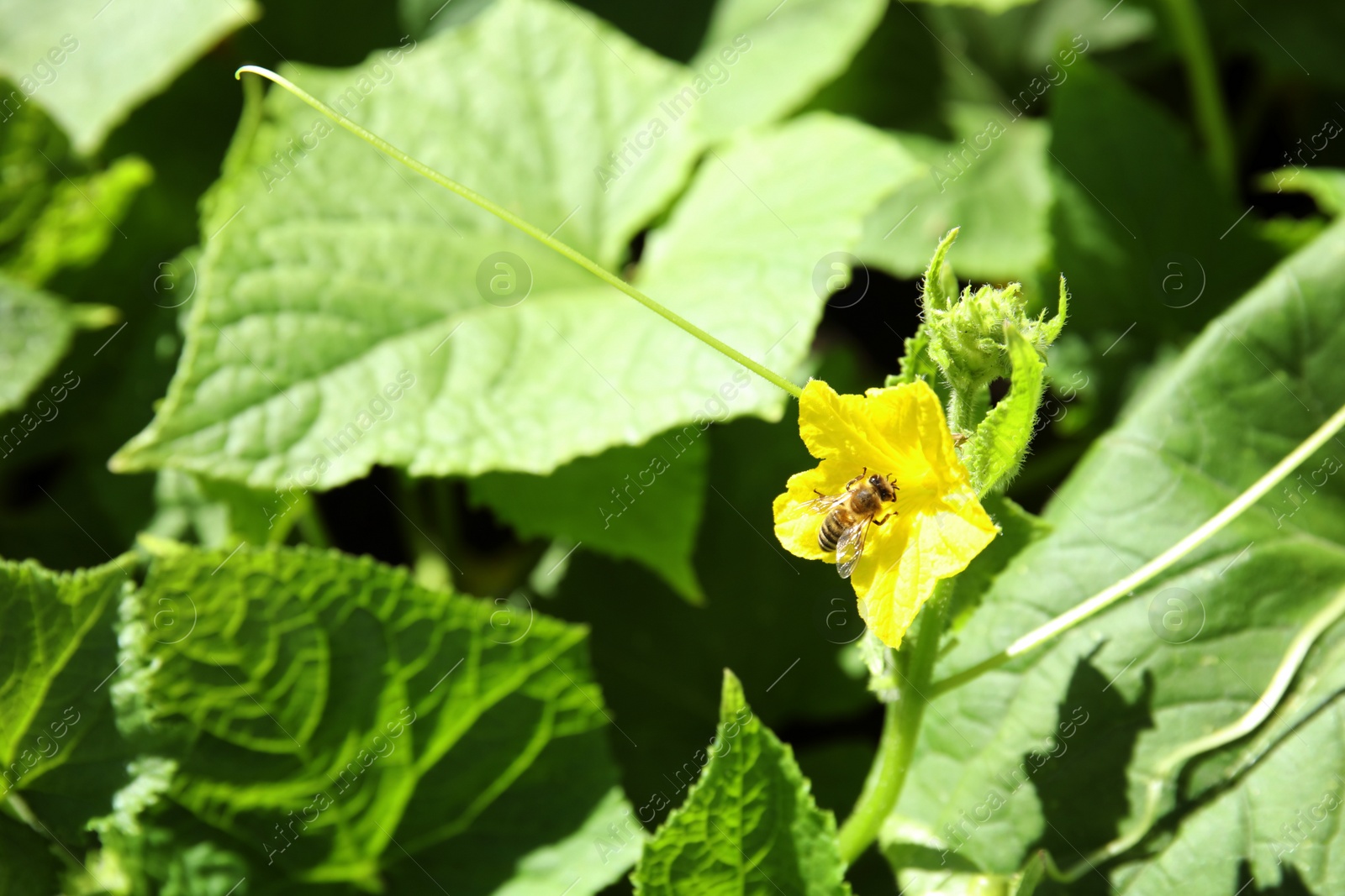 Photo of Green cucumber plant with bloom in garden on sunny day