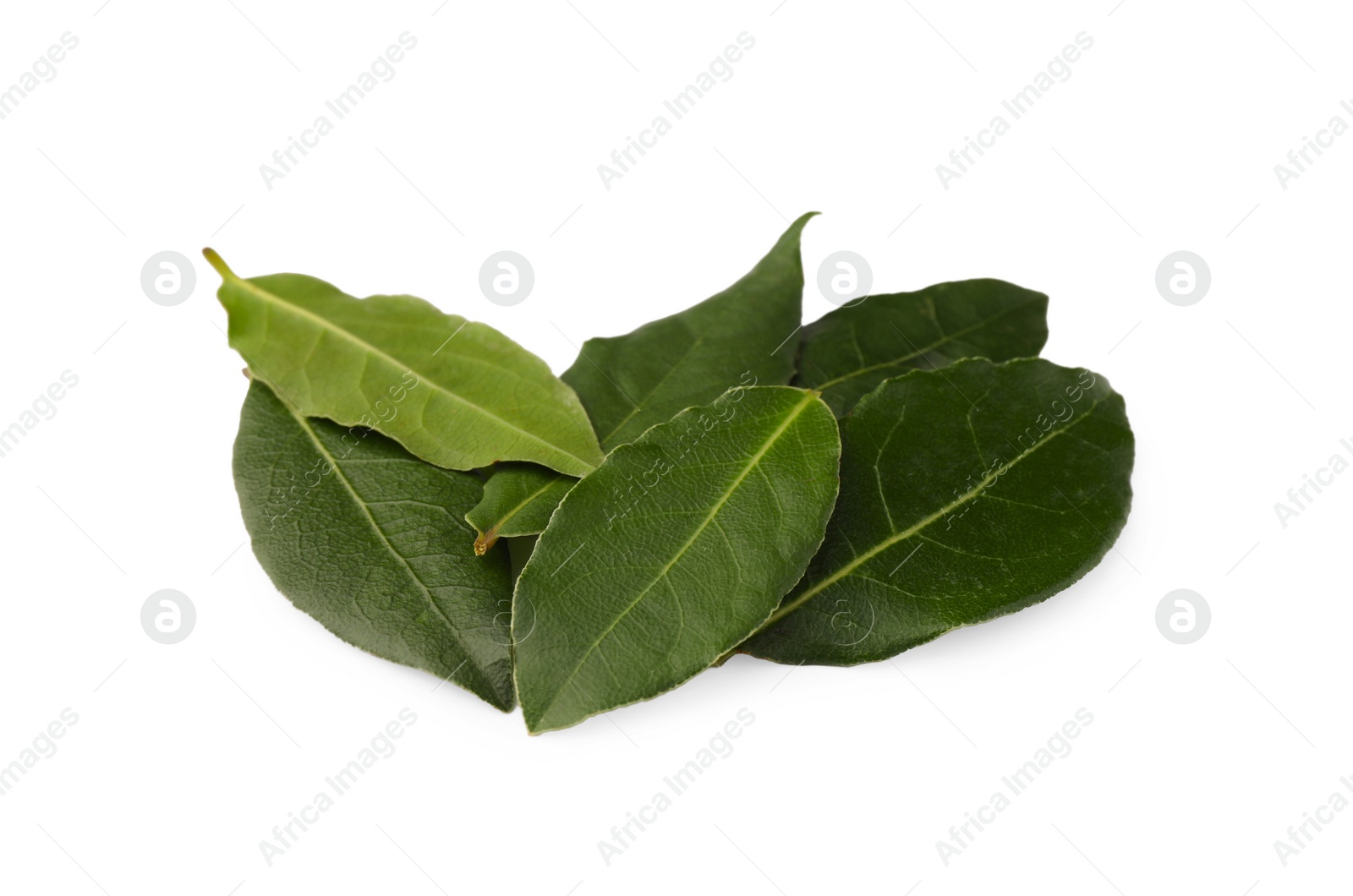 Photo of Aromatic fresh bay leaves isolated on white