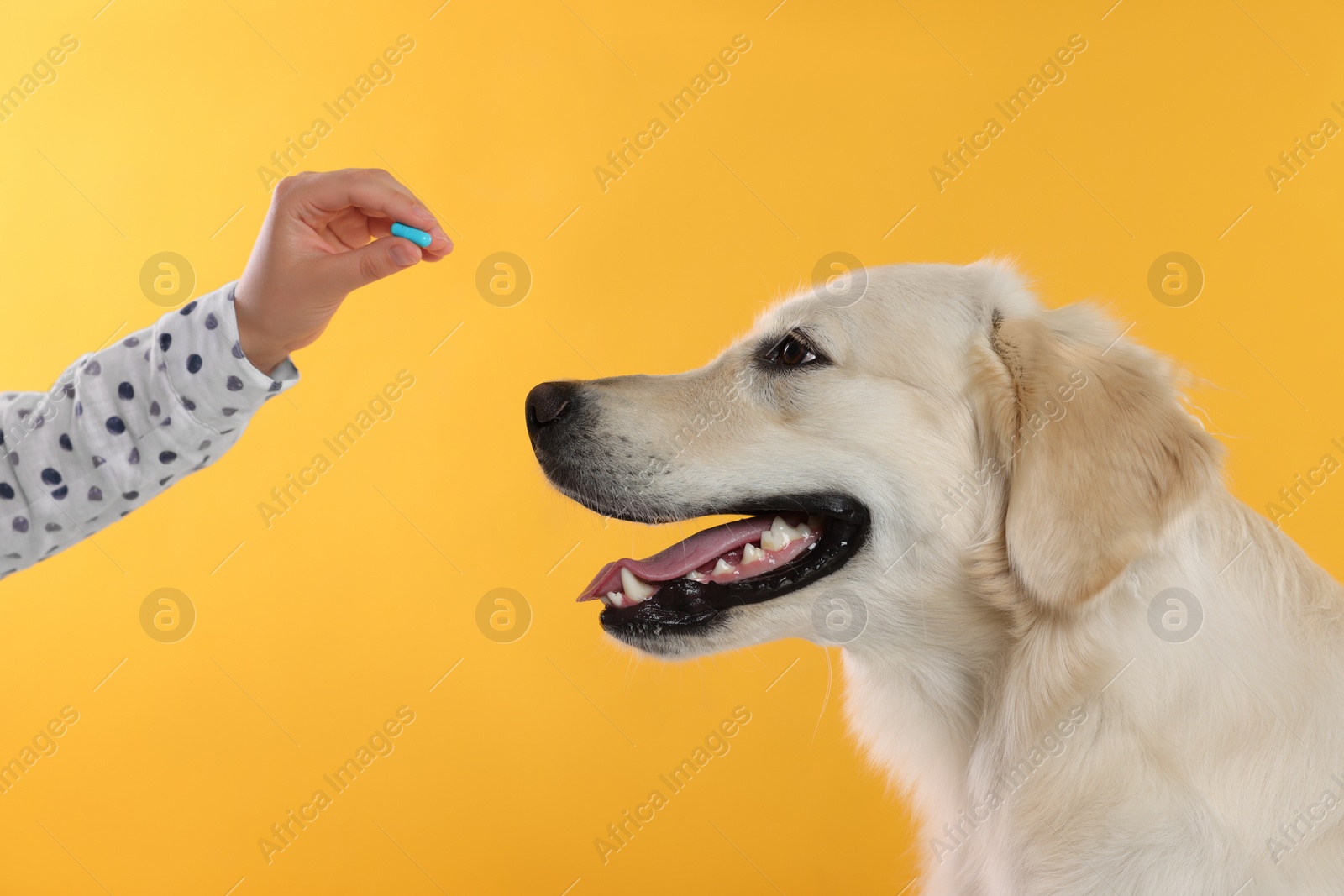 Photo of Woman giving pill to cute Labrador Retriever dog on orange background, closeup