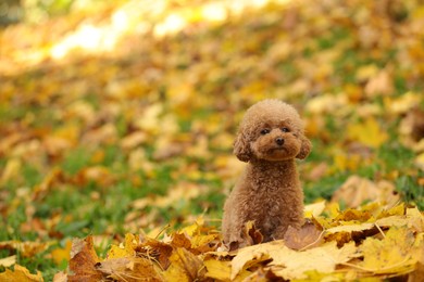 Cute Maltipoo dog in autumn park, space for text