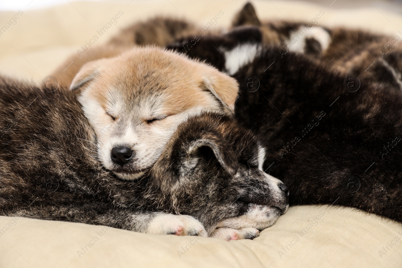 Photo of Akita inu puppies on pet pillow. Cute dogs