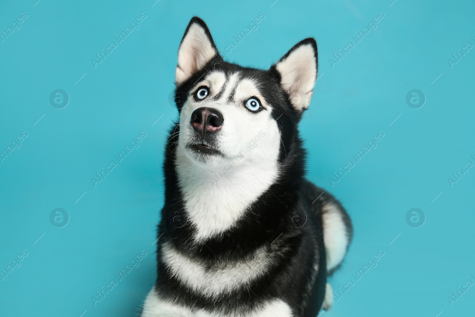 Photo of Cute Siberian Husky dog on blue background