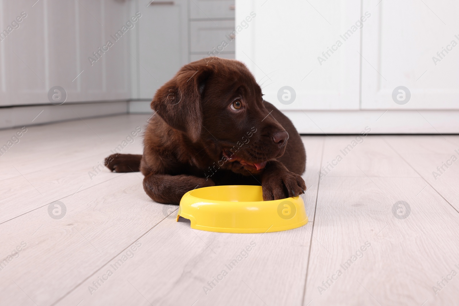 Photo of Cute chocolate Labrador Retriever puppy with feeding bowl on floor indoors. Lovely pet