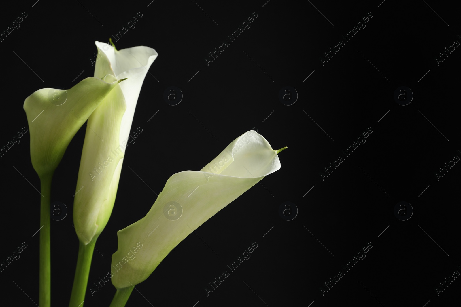 Photo of Beautiful calla lily flowers on black background, space for text