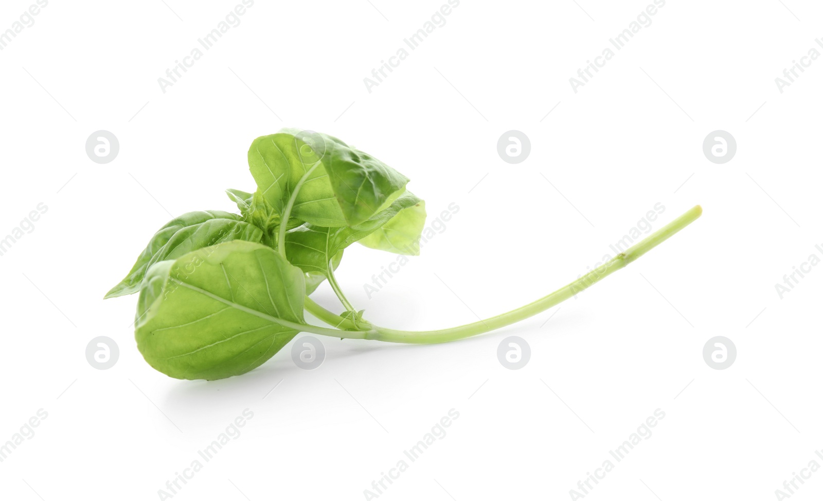 Photo of Fresh green basil leaves on white background