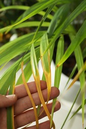Photo of Woman near houseplant with leaf blight disease, closeup