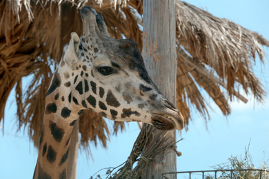 Closeup view of Rothschild giraffe at enclosure in zoo