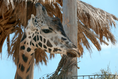 Photo of Closeup view of Rothschild giraffe at enclosure in zoo