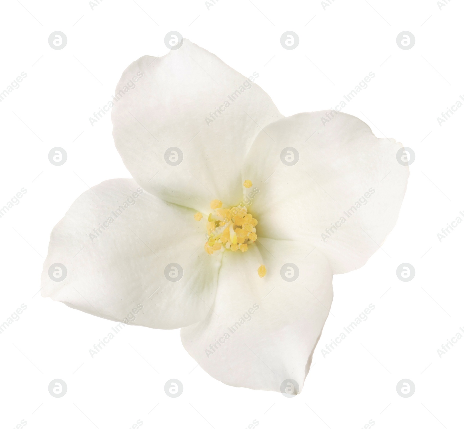 Photo of Beautiful delicate jasmine flower isolated on white