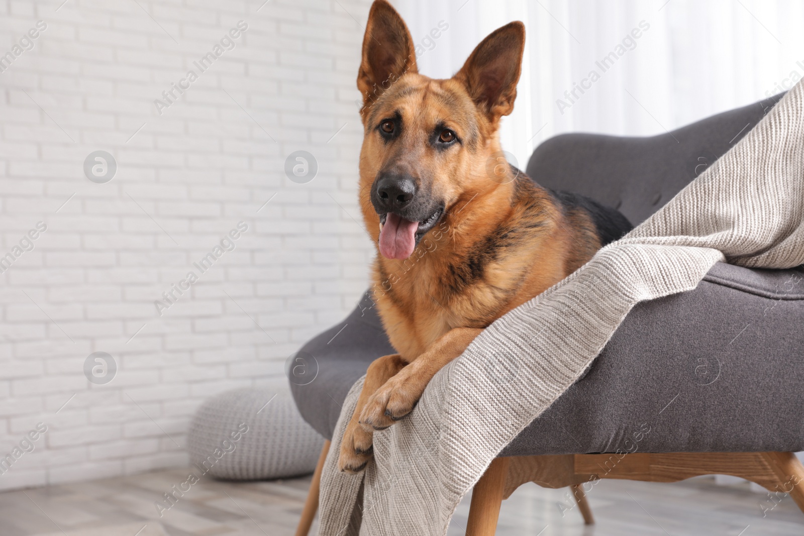 Photo of German shepherd lying on sofa in living room