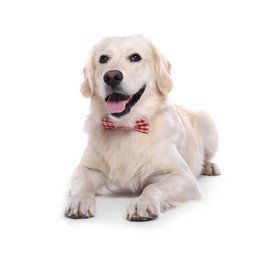 Cute Labrador Retriever with stylish bow tie on white background