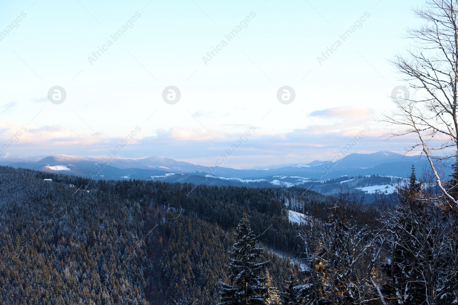 Photo of Beautiful mountain landscape with forest in winter