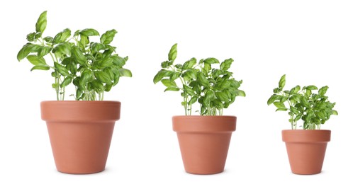 Image of Basil growing in pots isolated on white, different sizes