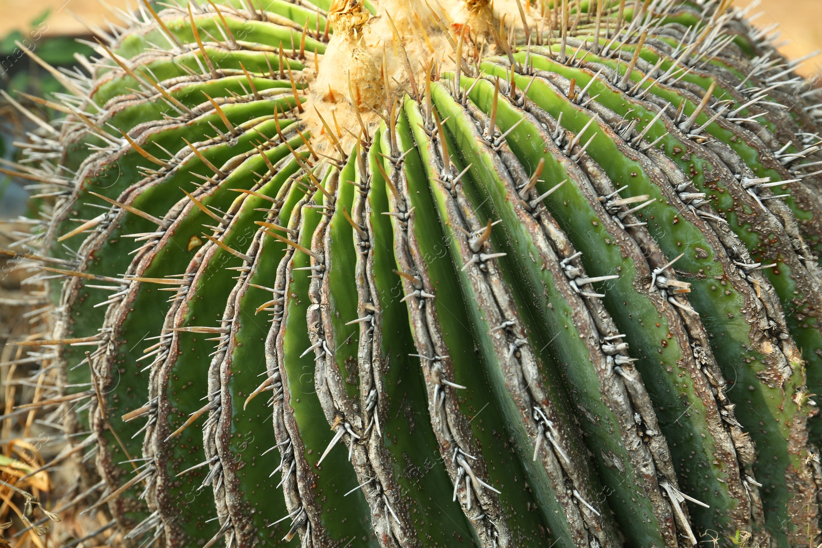 Photo of Closeup view of beautiful cactus on sunny day. Tropical plant