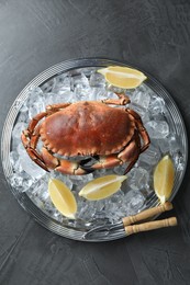 Delicious boiled crab with ice cubes, slices of lemon and cracker on grey table, top view