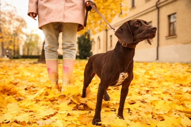 Photo of Woman with cute German Shorthaired Pointer in park on autumn day