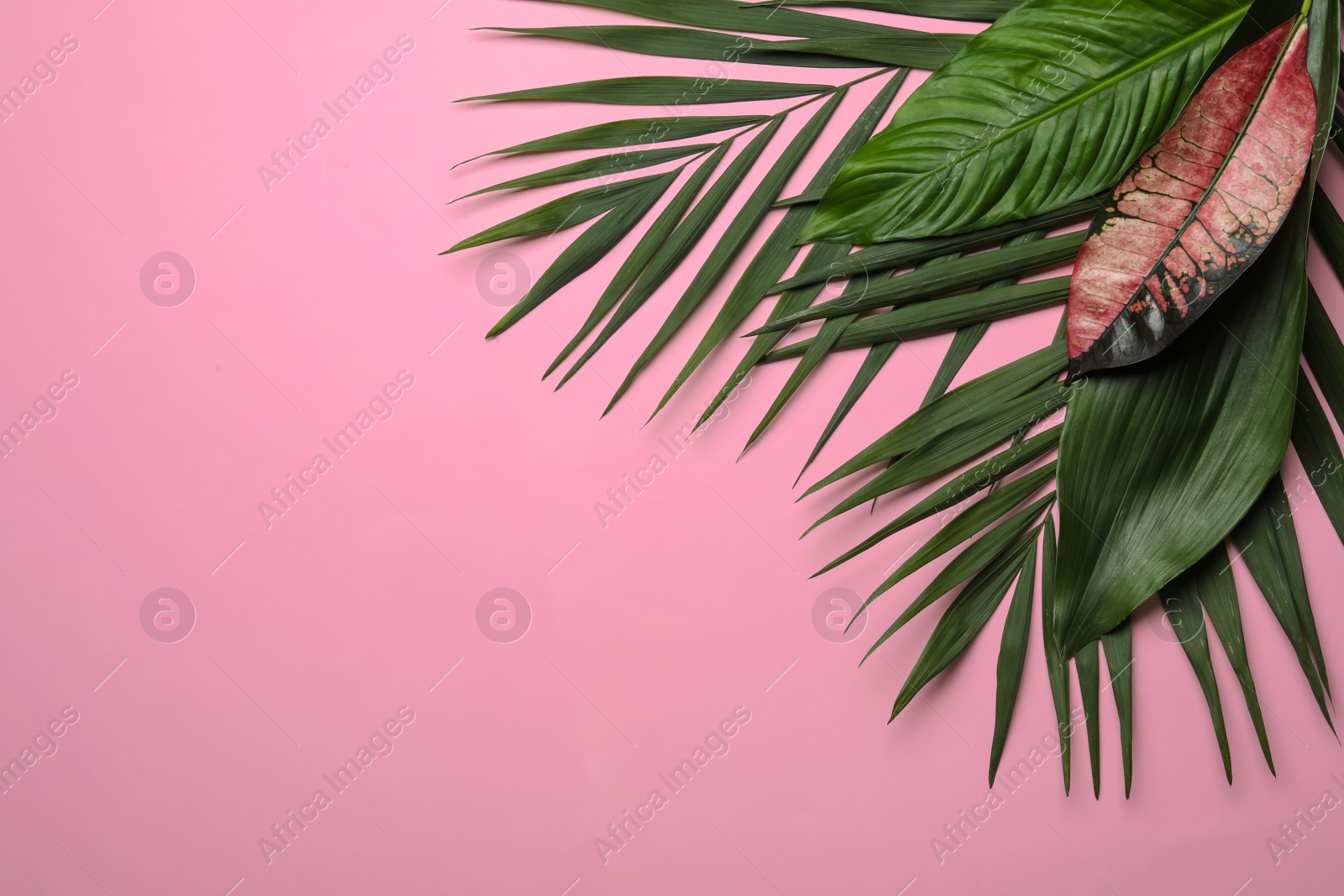 Photo of Flat lay composition with tropical leaves and space for text on color background