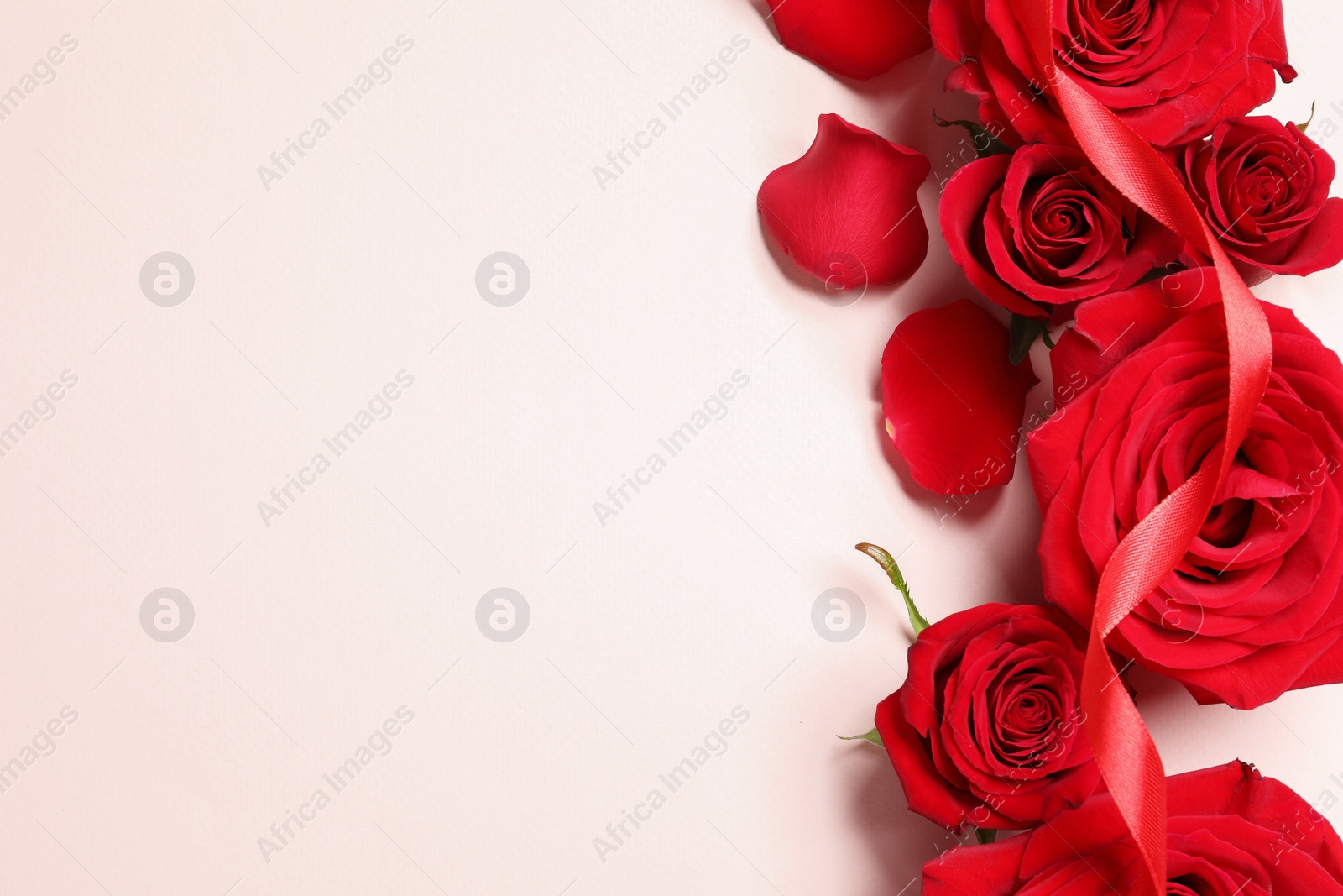 Photo of Beautiful red roses, petals and ribbon on pale pink background, flat lay. Space for text