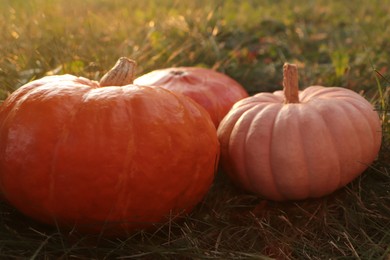Photo of Whole ripe pumpkins among green grass outdoors, closeup
