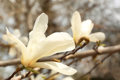 Photo of Closeup view of beautiful magnolia flower outdoors. Awesome spring blossom