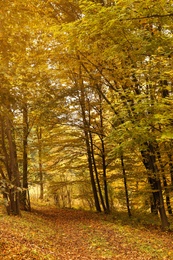 Photo of Beautiful view of pathway in forest on autumn day