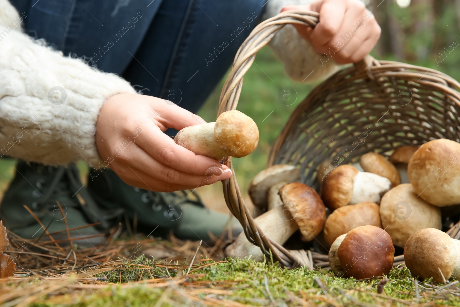 Photo of Woman gathering scattered porcini mushrooms into basket in forest, closeup