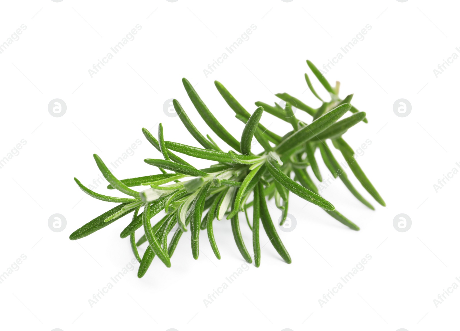 Photo of Sprig of fresh rosemary isolated on white