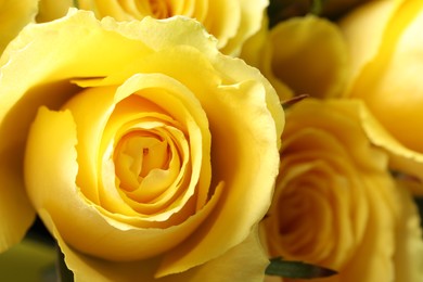 Beautiful roses with yellow petals as background, closeup