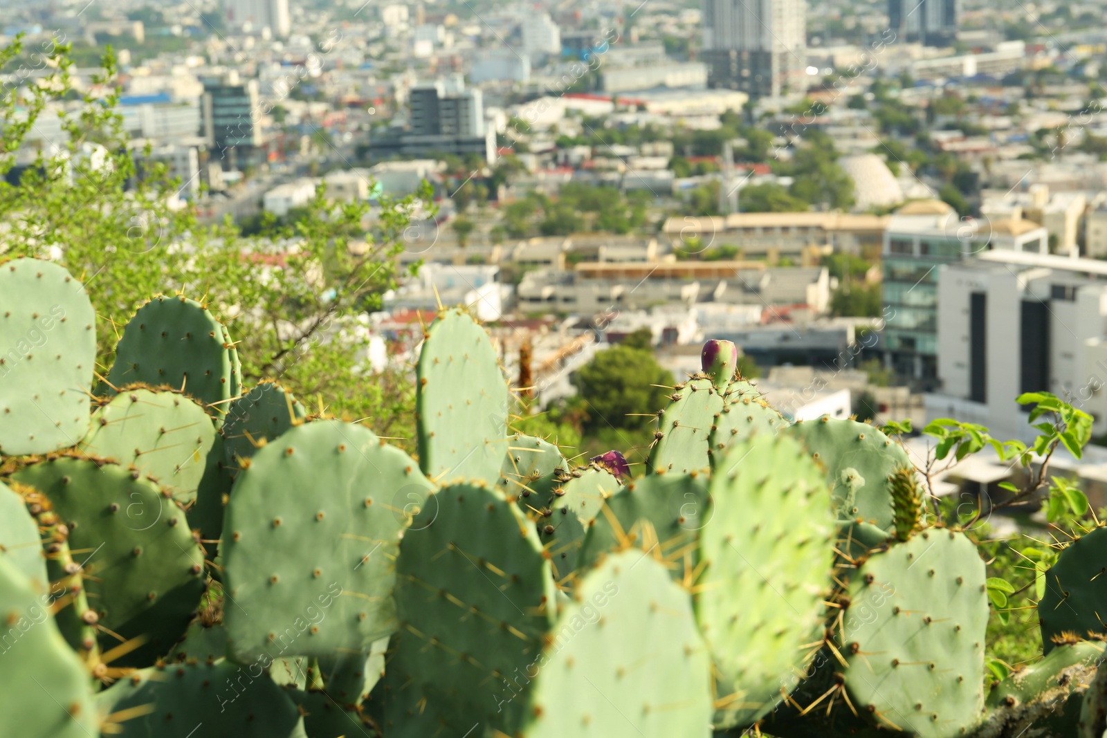 Photo of Beautiful view of cactuses with thorns against city and many buildings, closeup