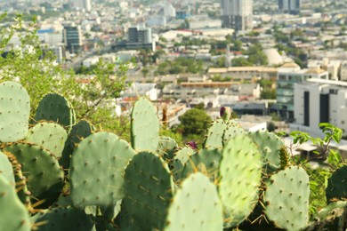 Photo of Beautiful viewcactuses with thorns against city and many buildings, closeup