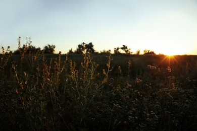 Beautiful wild flowers in field at sunrise. Early morning landscape