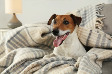 Photo of Adorable Jack Russell Terrier dog under plaid on sofa. Cozy winter