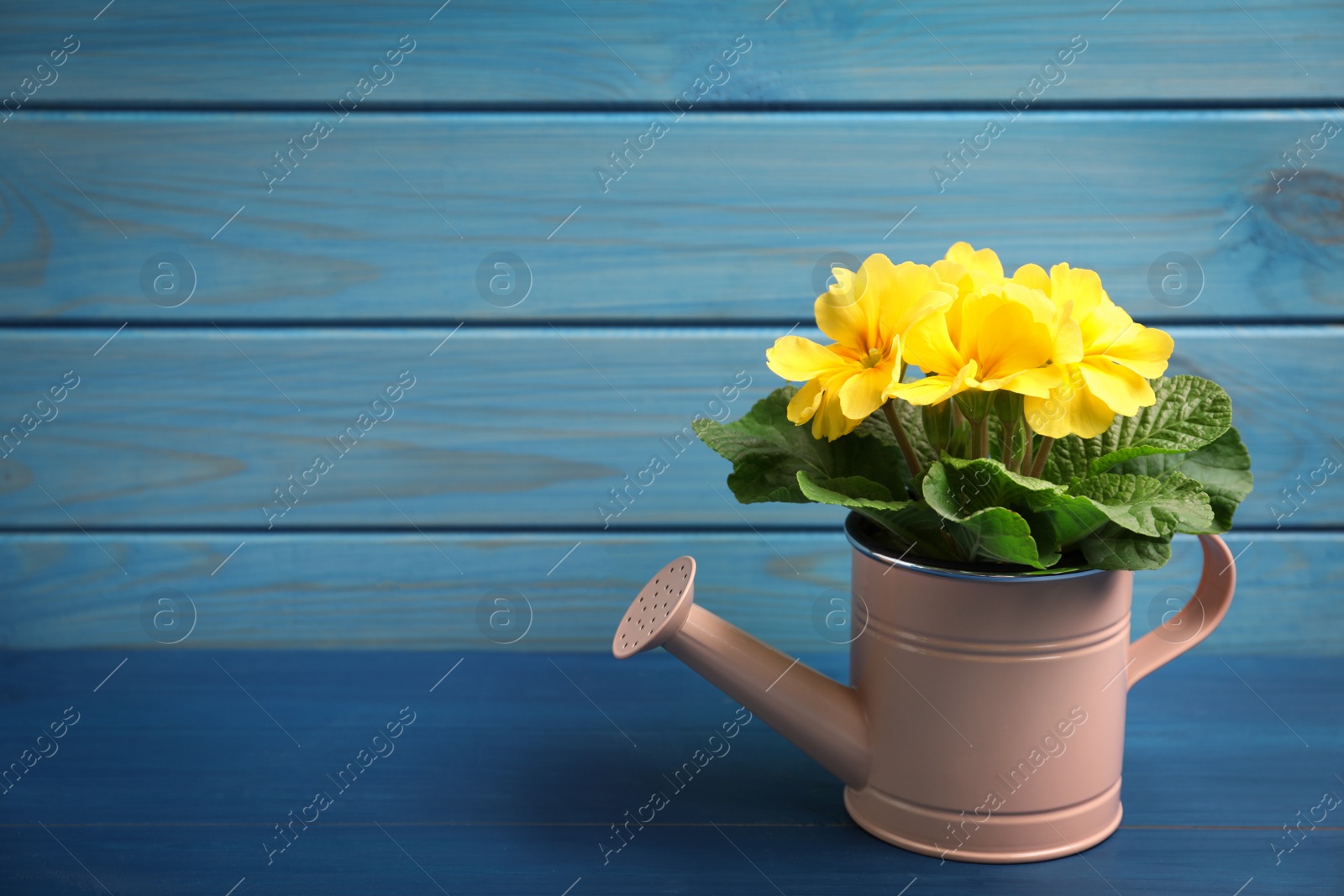 Photo of Beautiful yellow primula (primrose) flower in watering can on blue wooden table, space for text. Spring blossom