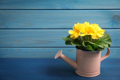 Photo of Beautiful yellow primula (primrose) flower in watering can on blue wooden table, space for text. Spring blossom