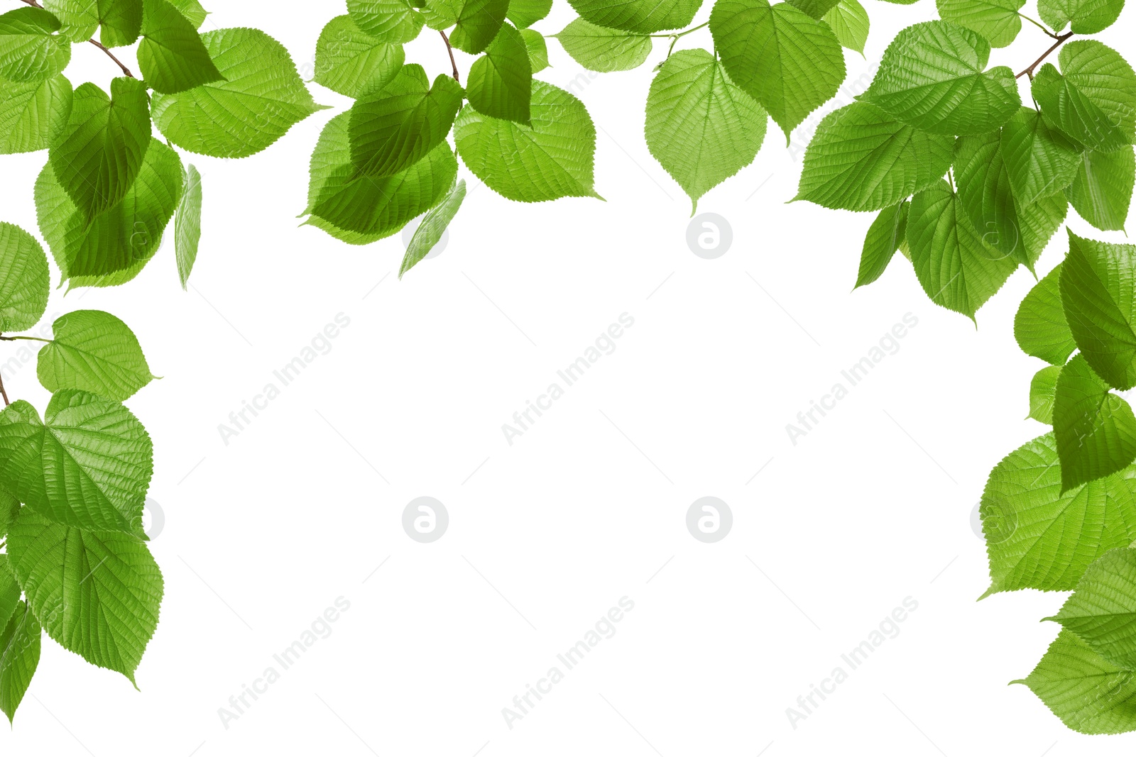 Image of Frame of beautiful vibrant green leaves on white background