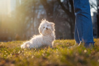 Photo of Girl with cute Maltese dog outdoors on sunny day, closeup