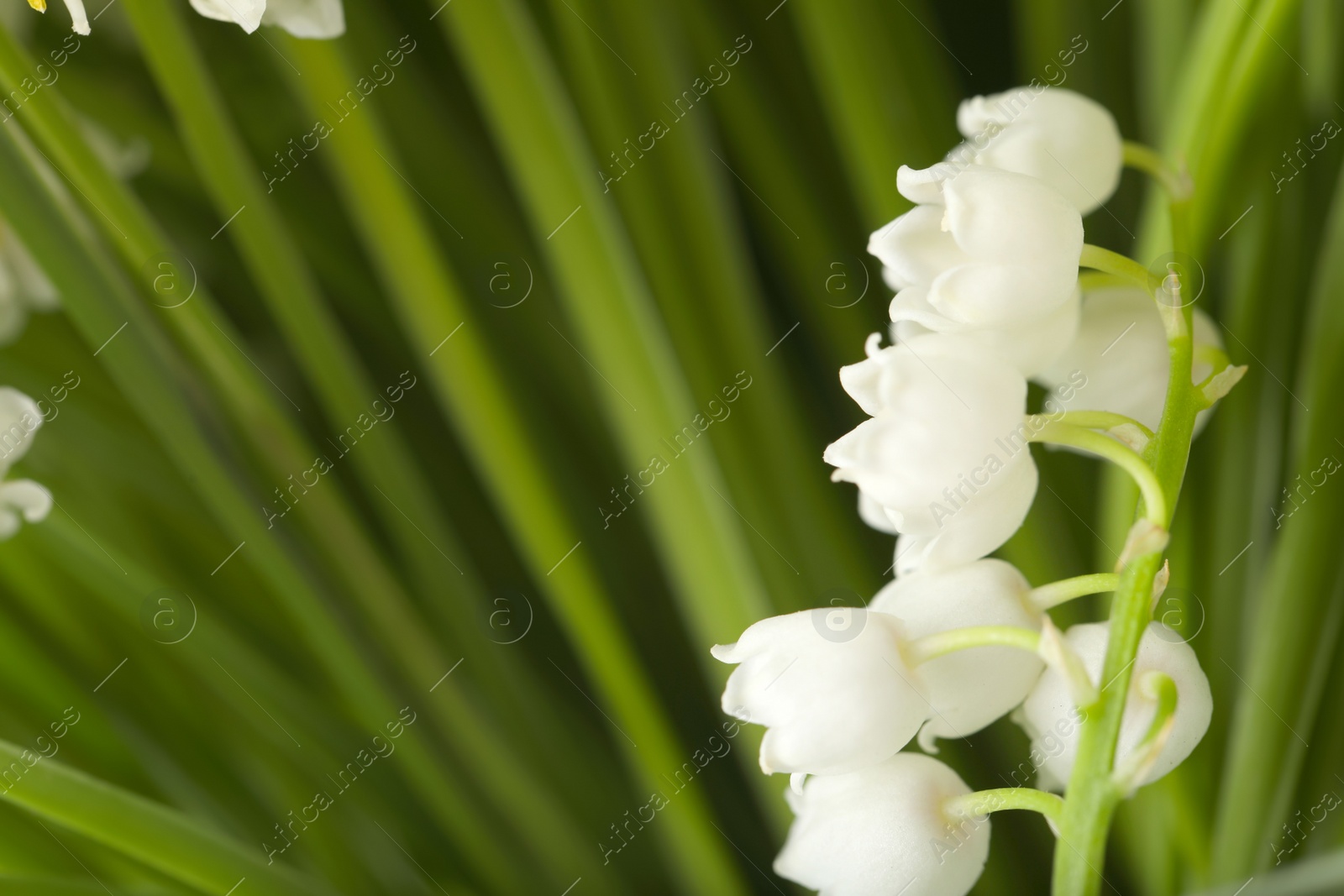 Photo of Beautiful lily of the valley on blurred background, closeup. Space for text