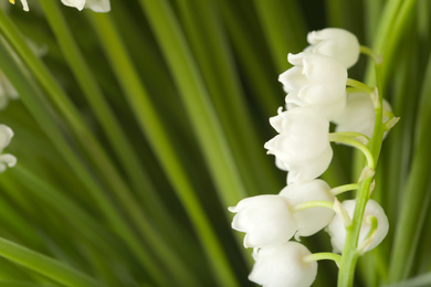 Beautiful lily of the valley on blurred background, closeup. Space for text