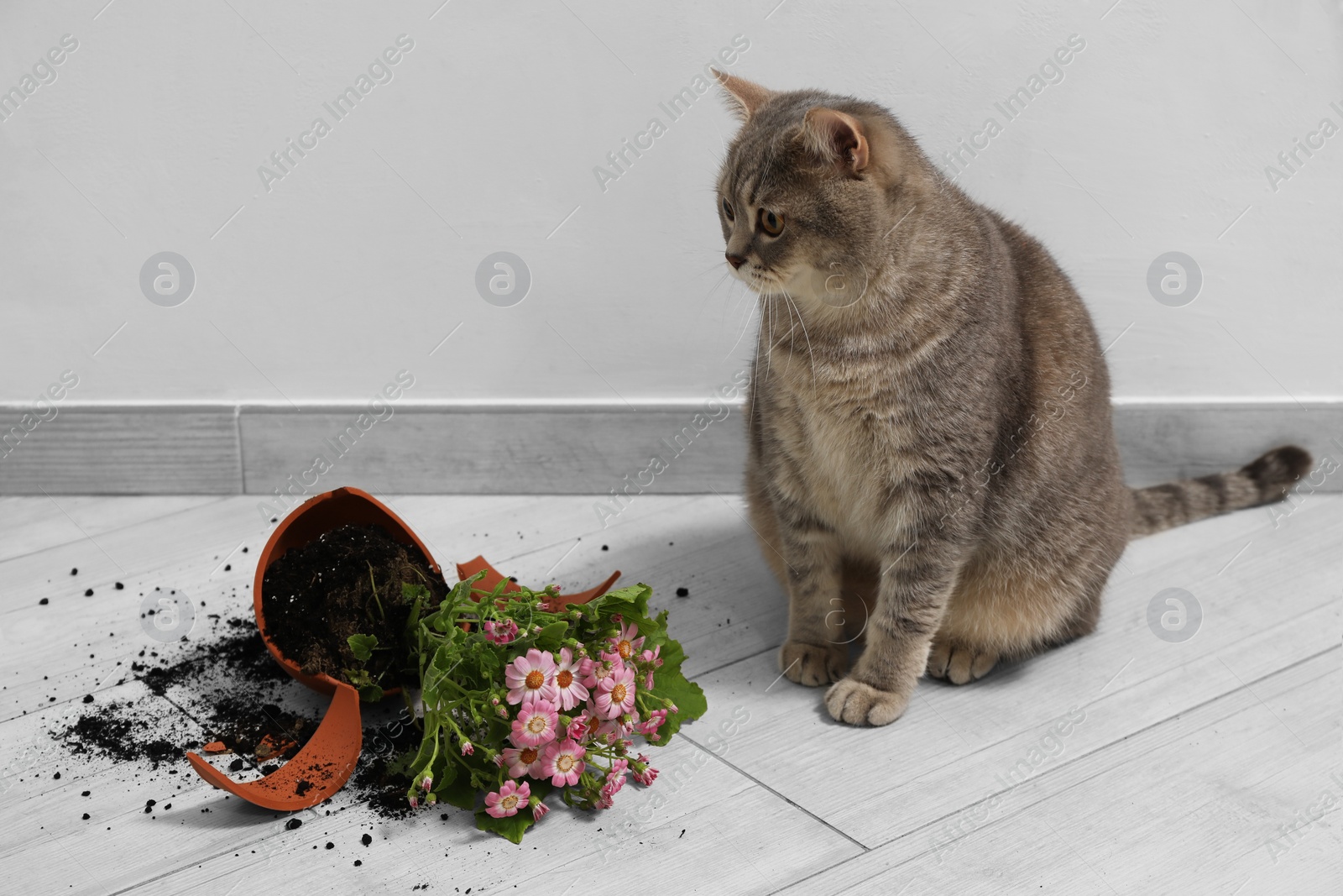 Photo of Cute cat and broken flower pot with cineraria plant on floor indoors