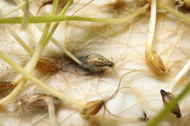 Photo of Sprouted oat seeds on white background, closeup. Laboratory research