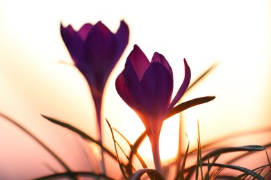 Photo of Fresh purple crocus flowers growing in spring morning at sunrise, closeup