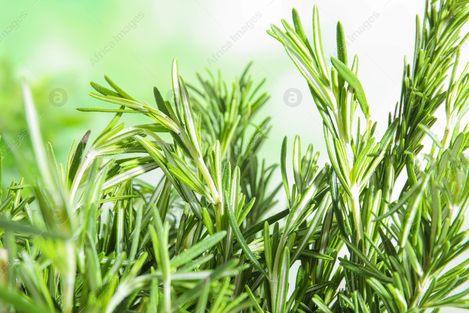 Photo of Branches of fresh rosemary on blurred green background