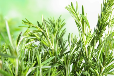 Branches of fresh rosemary on blurred green background