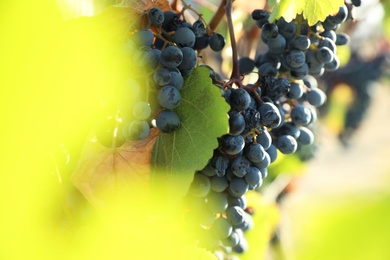 Photo of Fresh ripe grapes growing in vineyard on sunny day