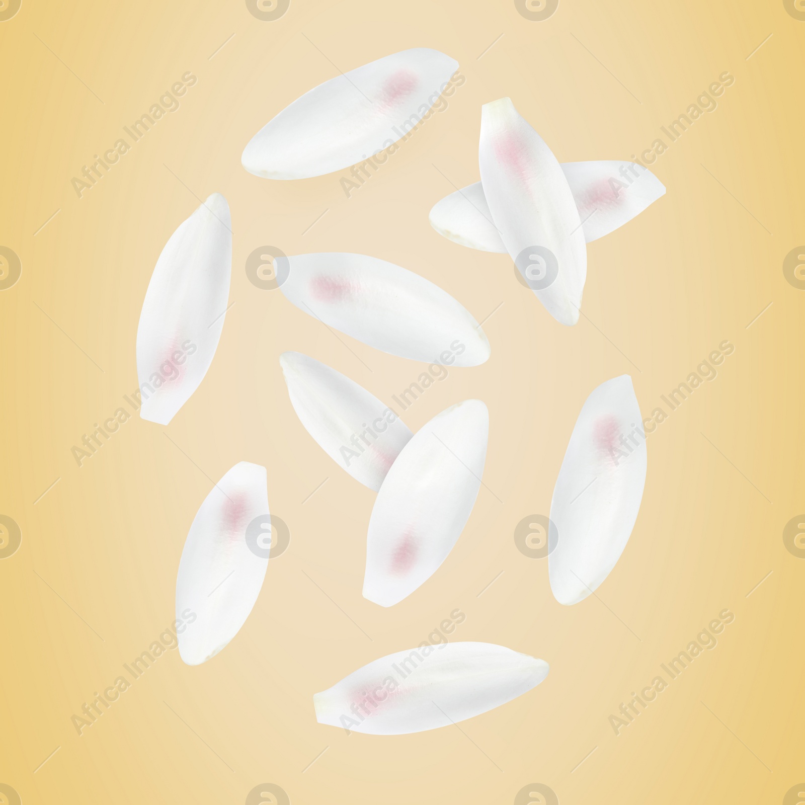 Image of White lotus flower petals falling on dark beige background